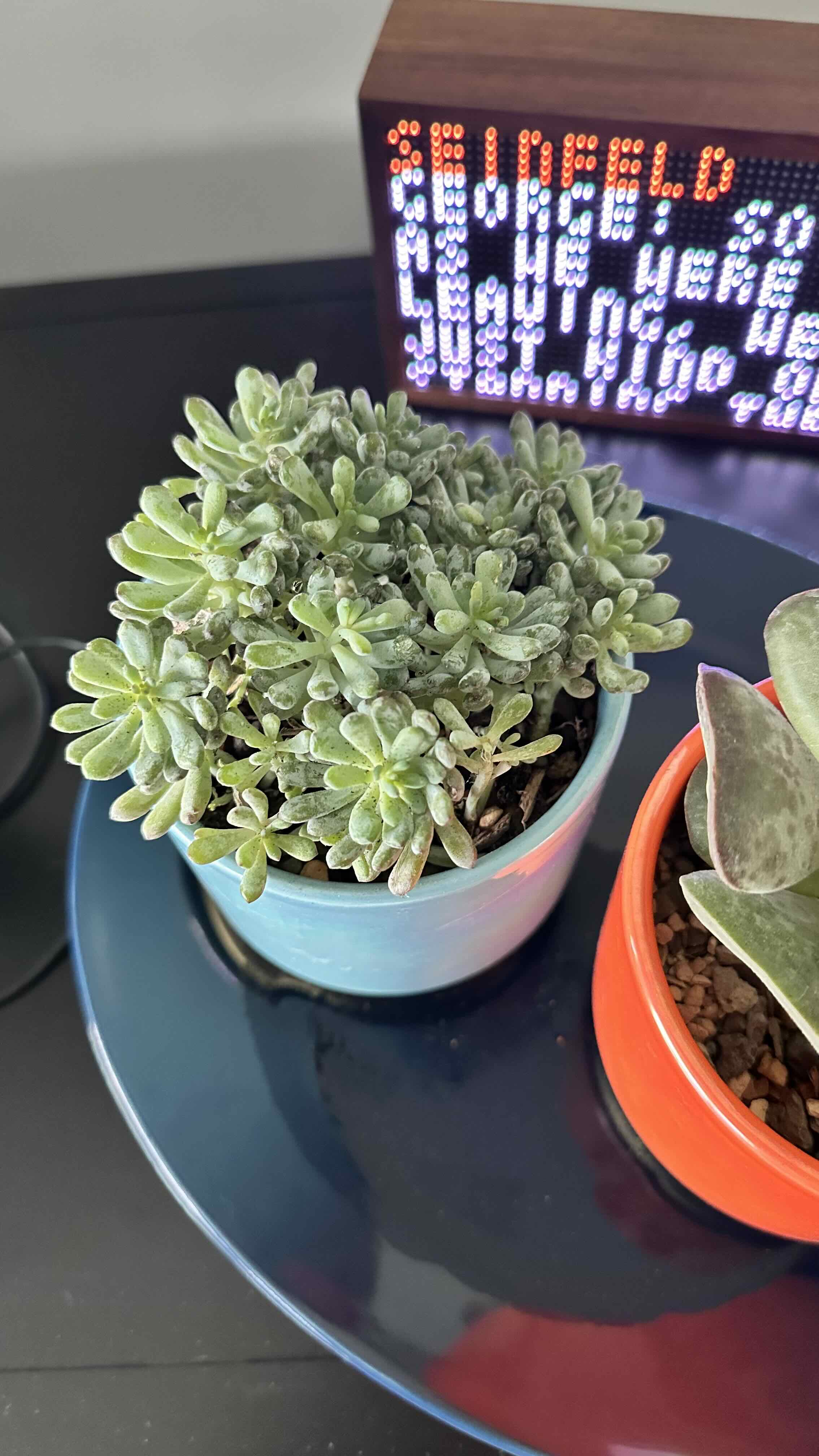 Photo of the plant species Bluebean by @FacileTallsedge named Lola on Greg, the plant care app