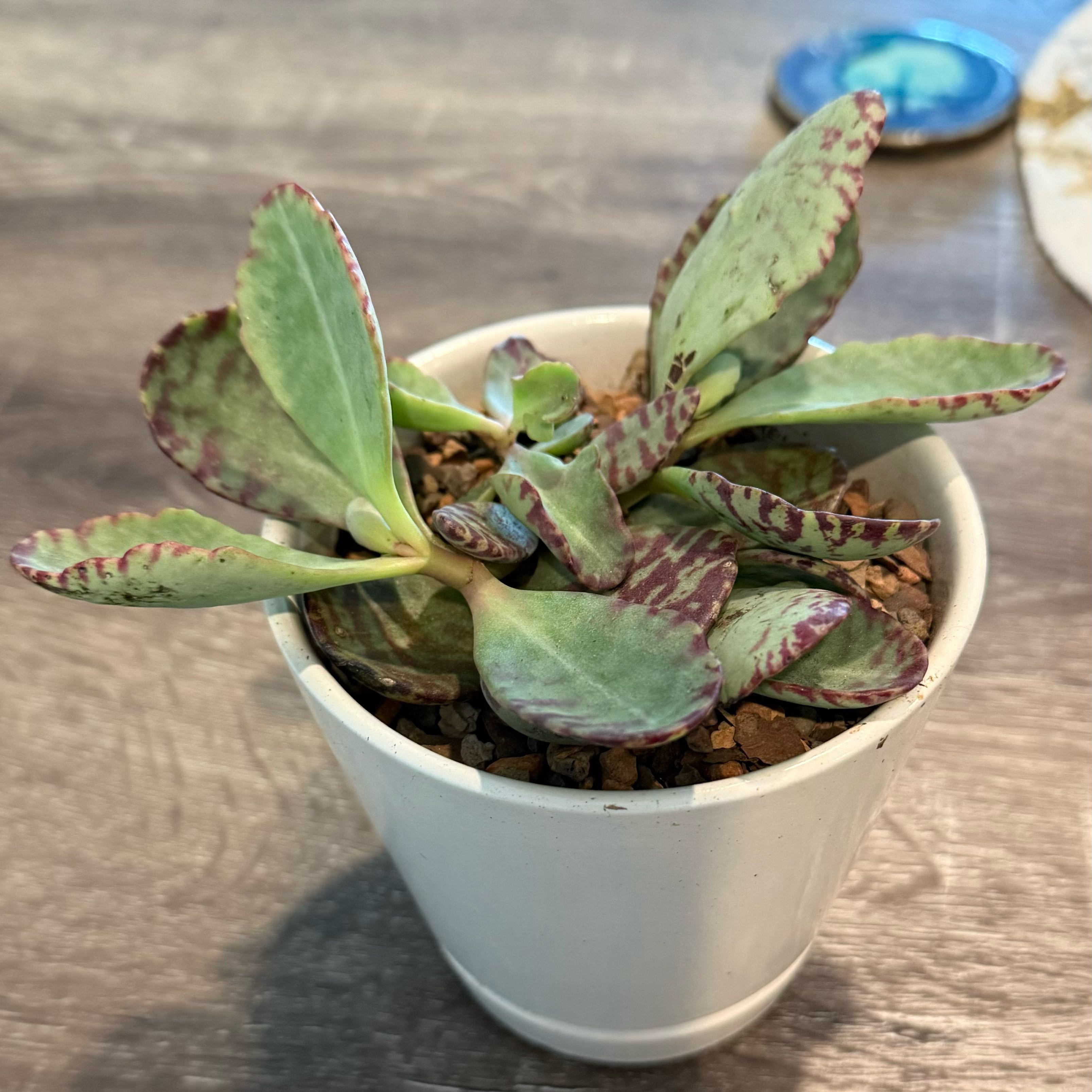 Photo of the plant species Kalanchoe humilis by @FacileTallsedge named Tabby on Greg, the plant care app