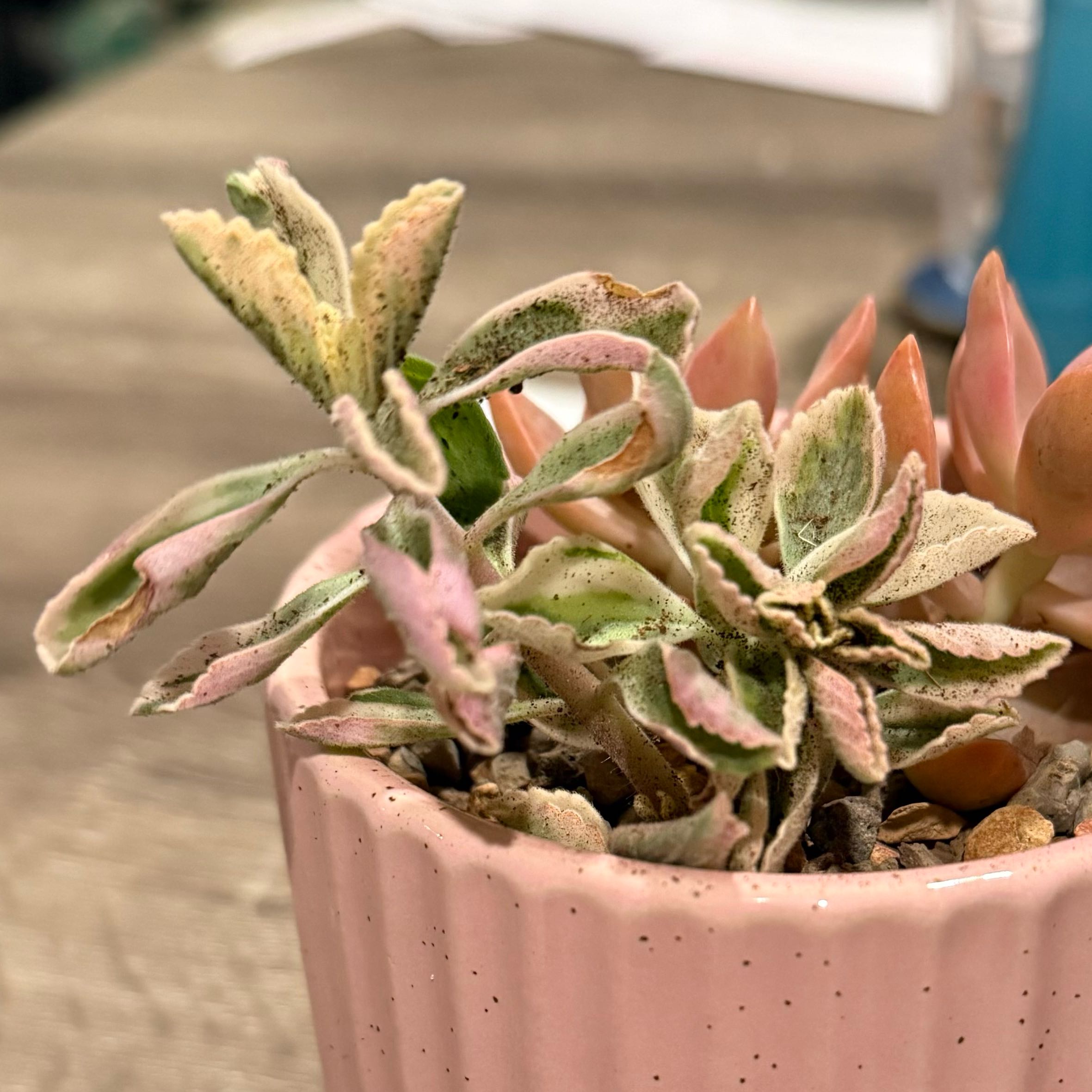 Photo of the plant species Variegated Lobster Flower by @FacileTallsedge named Shmelly on Greg, the plant care app
