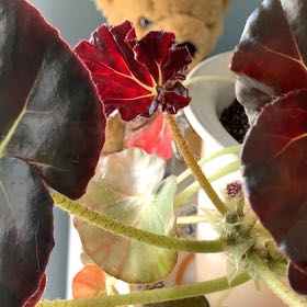 Photo of the plant species Beefsteak Begonia by @PracticalTutu named Delilah on Greg, the plant care app