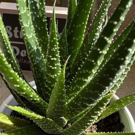 Photo of the plant species Gasteraloe 'Royal Highness' by @HardyCheesebush named Bodhi on Greg, the plant care app