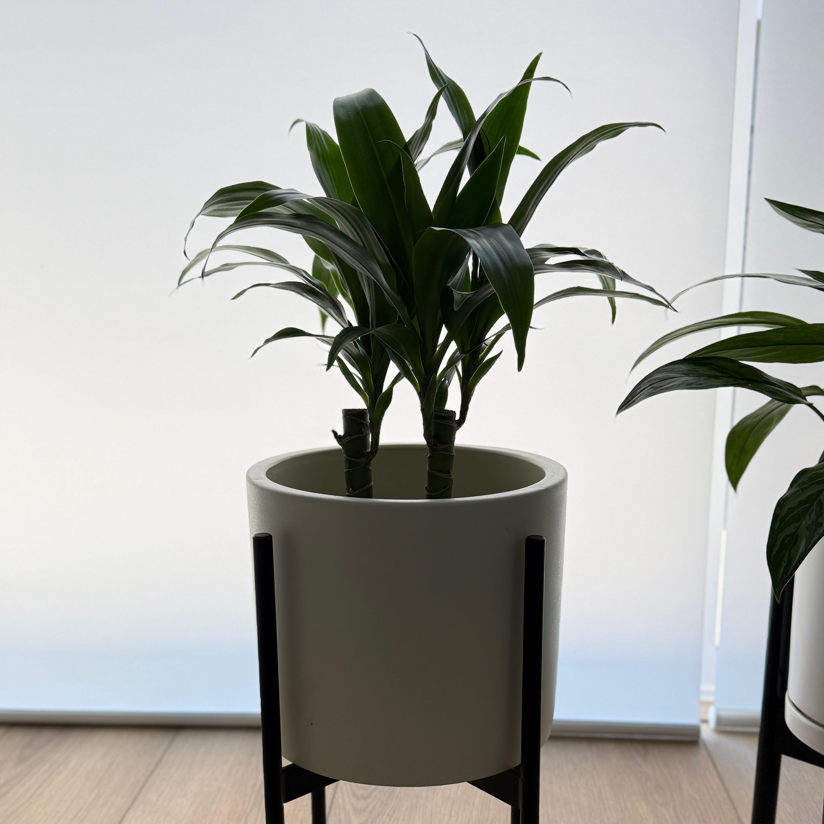 Photo of the plant species Dracaena Elegance by @MajorSalsify named Achilles on Greg, the plant care app