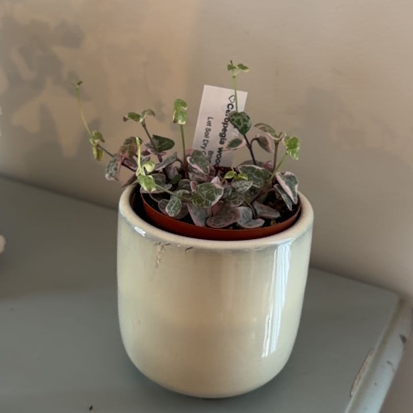 Photo of the plant species variegated string of hearts by @Plantsrkewl named Queen on Greg, the plant care app