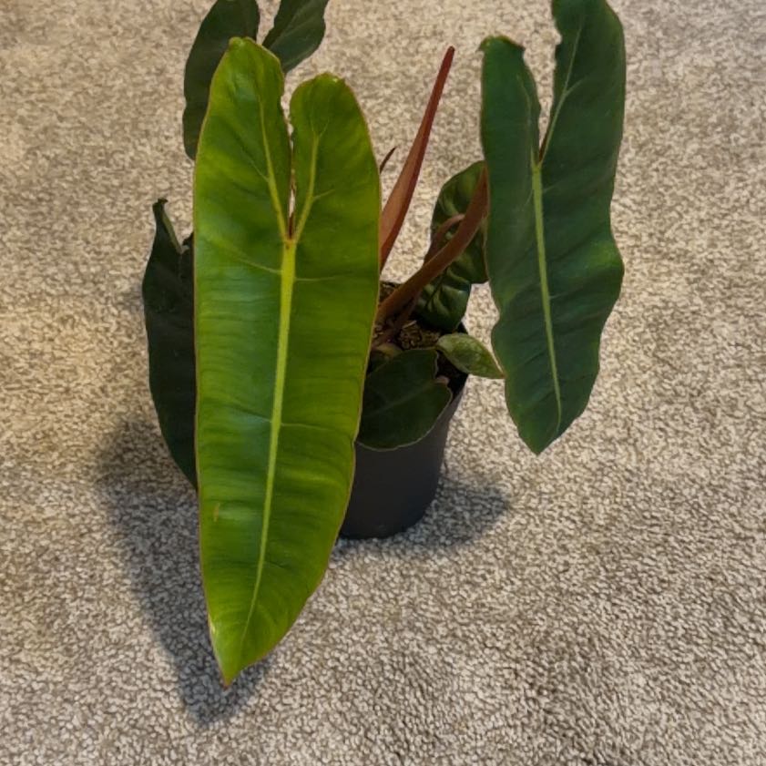 Photo of the plant species Philodendron billietiae by @Plantsrkewl named Coco on Greg, the plant care app