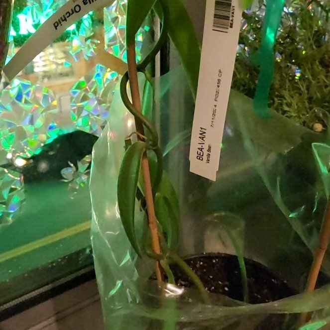 Photo of the plant species Vanilla Bean Plant by @StarCreamcups20 named Xena on Greg, the plant care app