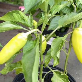 Photo of the plant species Hungarian Wax Pepper by @SteadyCucamelon named da Vinci on Greg, the plant care app