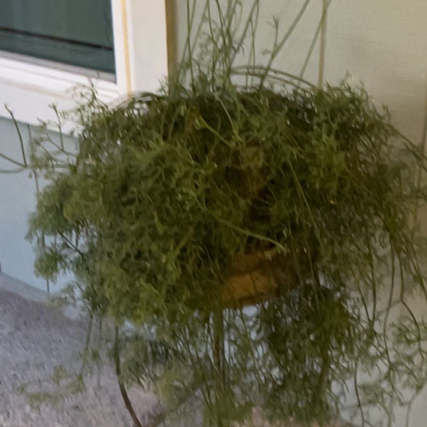 Photo of the plant species Brazilian Cactus by @ChirpyZelkova named Cleopatra on Greg, the plant care app