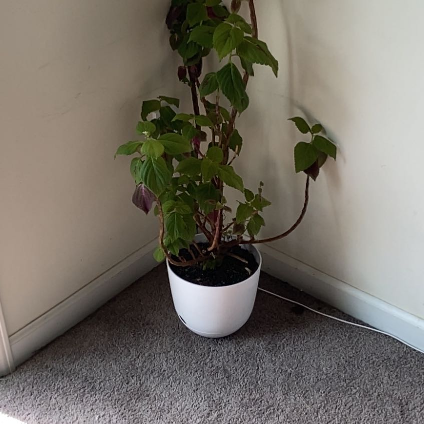 Photo of the plant species Silver Spur Flower by @PoeticFrogfruit named Messi on Greg, the plant care app