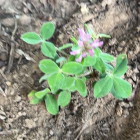 Photo of the plant species Red Clover by @Zagreus named Remington on Greg, the plant care app