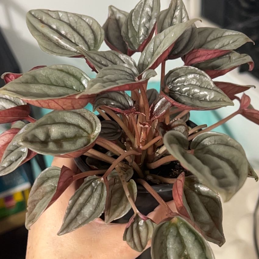 Photo of the plant species Mendoza by @AgileApiastrum named Stella on Greg, the plant care app
