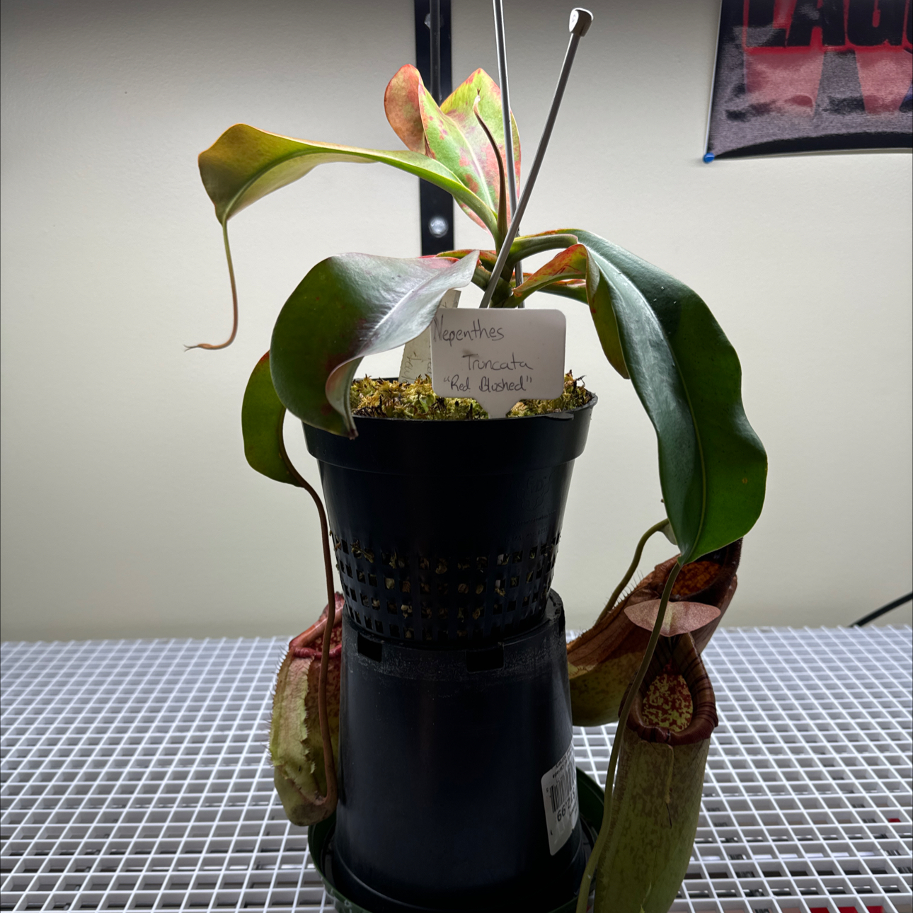 Photo of the plant species Nepenthes Truncata by @UpbeatEndive named Red Blushed on Greg, the plant care app