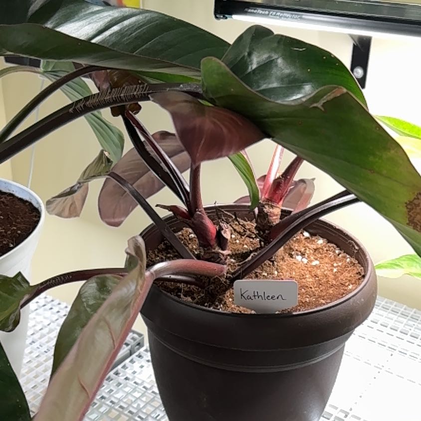 Photo of the plant species Kathleen philodendron by @UpbeatEndive named Kesha on Greg, the plant care app