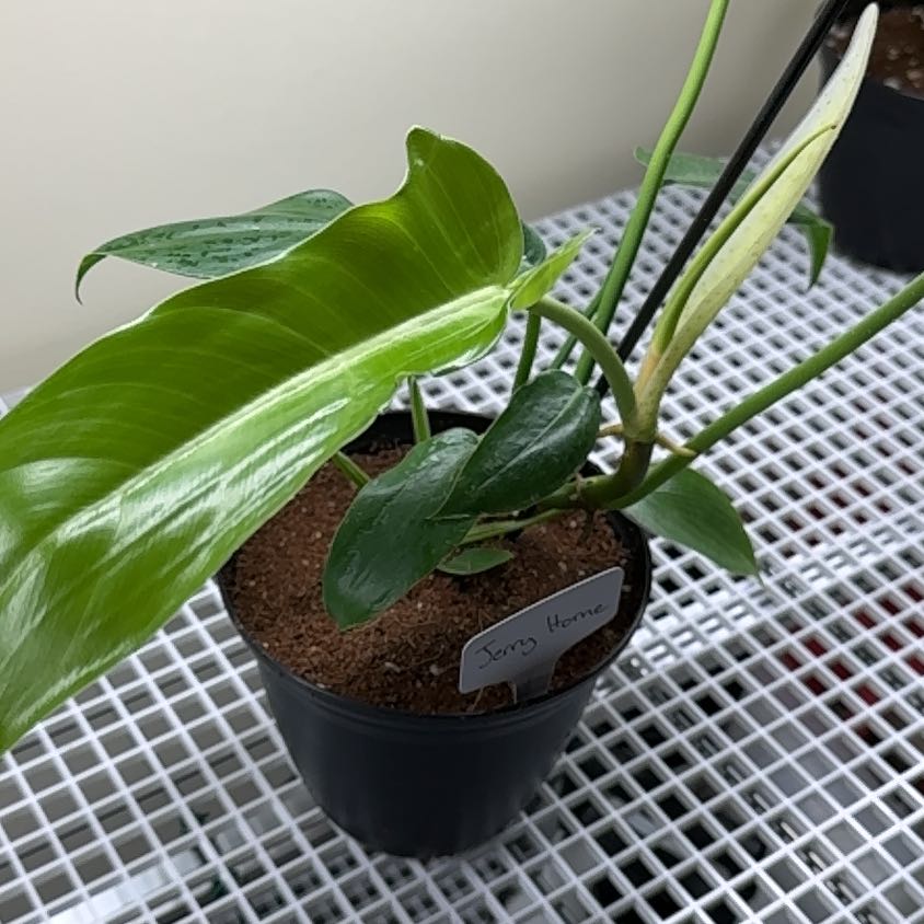 Photo of the plant species Jerry Horne Philodendron by @UpbeatEndive named Muhammad Ali on Greg, the plant care app