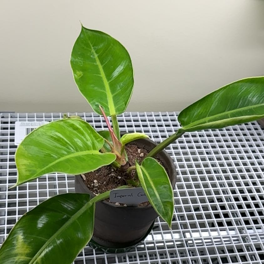 Photo of the plant species Philodendron 'Imperial Gold' by @UpbeatEndive named Willow on Greg, the plant care app