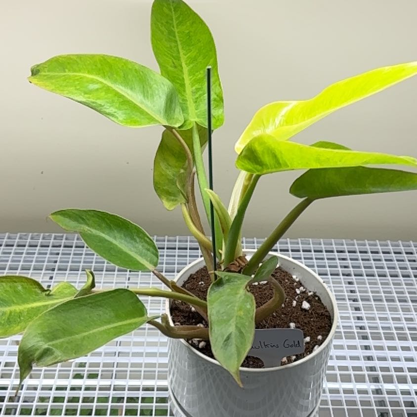 Photo of the plant species Philodendron by @UpbeatEndive named Winston on Greg, the plant care app