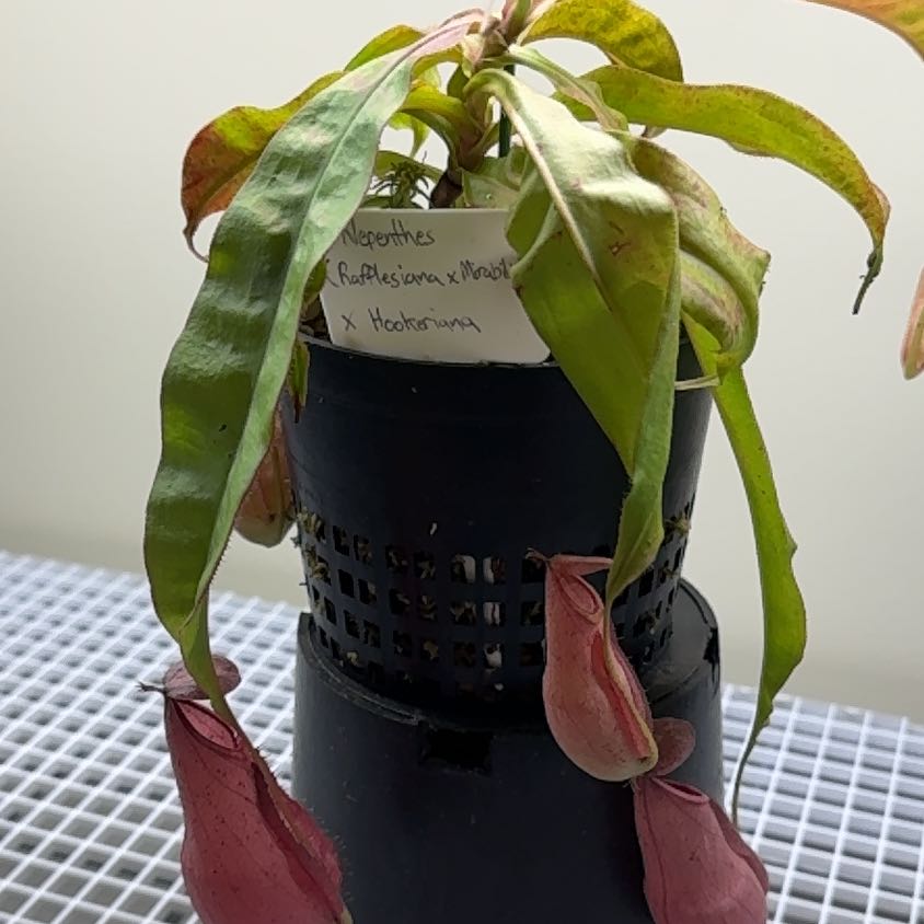 Photo of the plant species pitcher plant by @UpbeatEndive named (Rafflesiana X Mirabilis) X Hookeriana on Greg, the plant care app