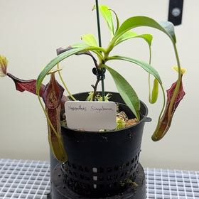 Photo of the plant species Nepenthes 'Bill Bailey' by @UpbeatEndive named Nepenthes Singalana on Greg, the plant care app