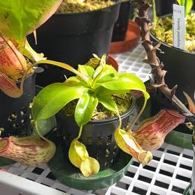 Photo of the plant species Nepenthes St Gaya by @UpbeatEndive named Sherlock on Greg, the plant care app