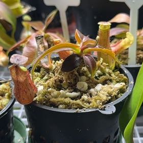 Photo of the plant species Boschs Pitcher Plant by @UpbeatEndive named Demi on Greg, the plant care app