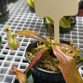 Photo of the plant species pitcher plant by @UpbeatEndive named Walt on Greg, the plant care app