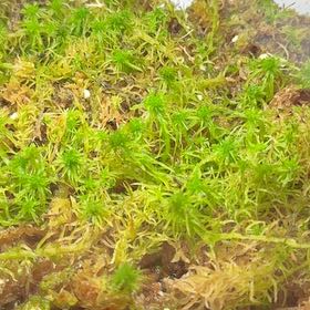 Photo of the plant species Sphagnum Moss by @UpbeatEndive named Marley on Greg, the plant care app
