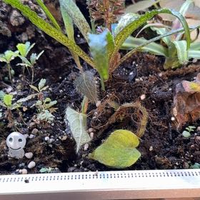 Photo of the plant species Shaggy Leaf Fig by @UpbeatEndive named Mollie on Greg, the plant care app