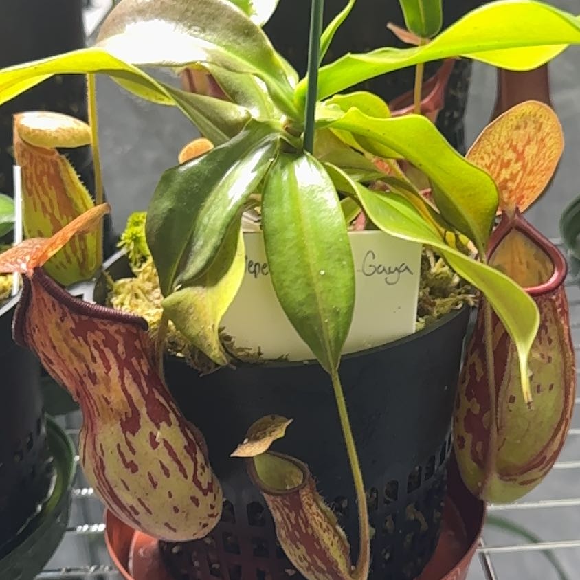 Plant care for Nepenthes Alata on Greg, the plant care app