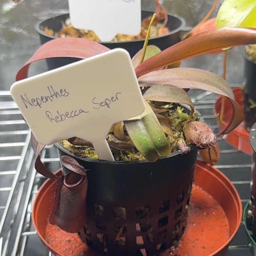 Photo of the plant species Rebecca Soper Pitcher Plant by @UpbeatEndive named Rebecca Soper on Greg, the plant care app