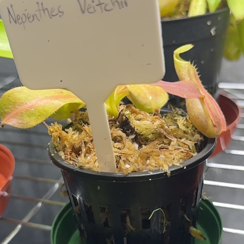 Photo of the plant species Pink Candy Cane Pitcher Plant by @UpbeatEndive named Bodhi on Greg, the plant care app