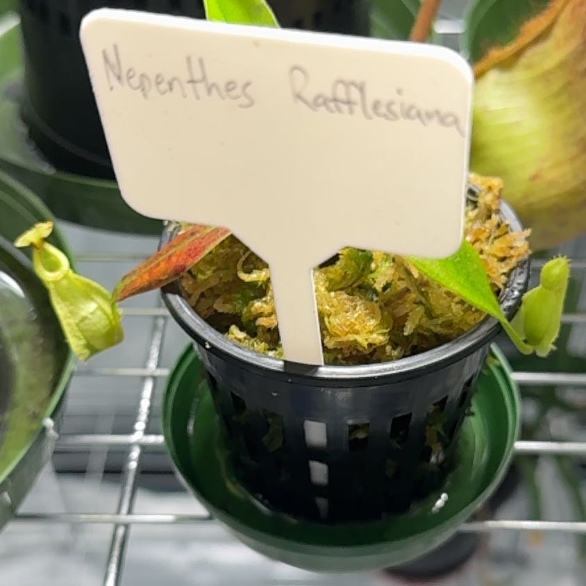 Photo of the plant species pitcher plant by @UpbeatEndive named Rafflesiana on Greg, the plant care app