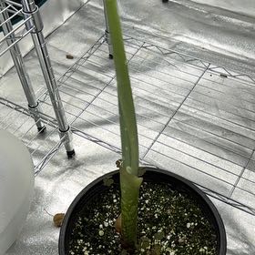 Photo of the plant species Titan arum by @UpbeatEndive named Elle on Greg, the plant care app