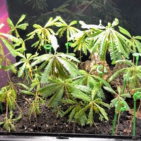 Photo of the plant species Little Palm Tree by @UpbeatEndive named Scarlett on Greg, the plant care app