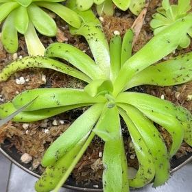 Photo of the plant species Aphrodite Butterwort by @UpbeatEndive named LiloStitch on Greg, the plant care app
