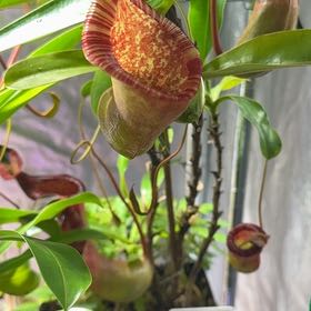 Photo of the plant species Nepenthes lowii x ventricosa 'Red' by @UpbeatEndive named Forrest on Greg, the plant care app