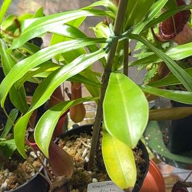 Photo of the plant species Nepenthes gracilis by @UpbeatEndive named Gaga on Greg, the plant care app
