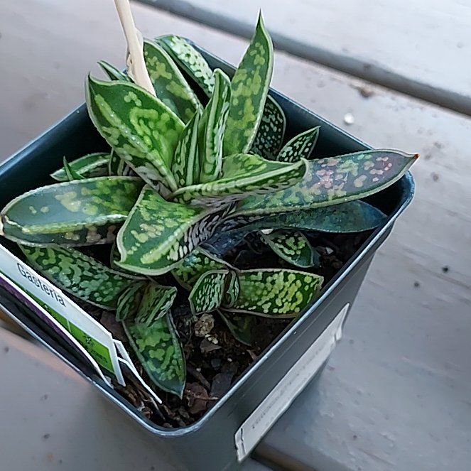Photo of the plant species gasteria bicolor by @BriskFicusalii named Anne on Greg, the plant care app