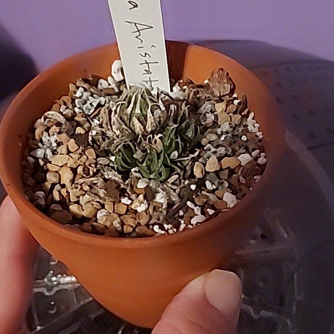 Photo of the plant species Gasteria aristata by @BriskFicusalii named Queen on Greg, the plant care app
