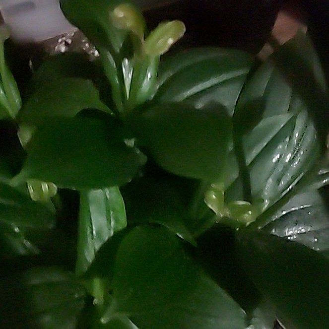 Photo of the plant species Malaysian Orchid by @BriskFicusalii named Navajo on Greg, the plant care app