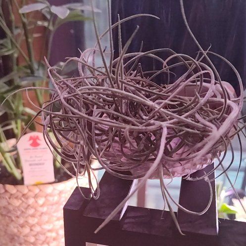 Photo of the plant species Airplant by @UpbeatPetiveria named Elle on Greg, the plant care app