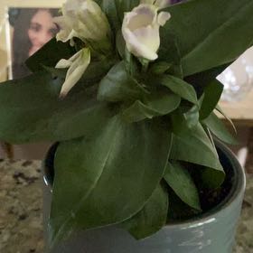 Photo of the plant species Showy Orchid by @VaultingPalqui named Gregarious on Greg, the plant care app