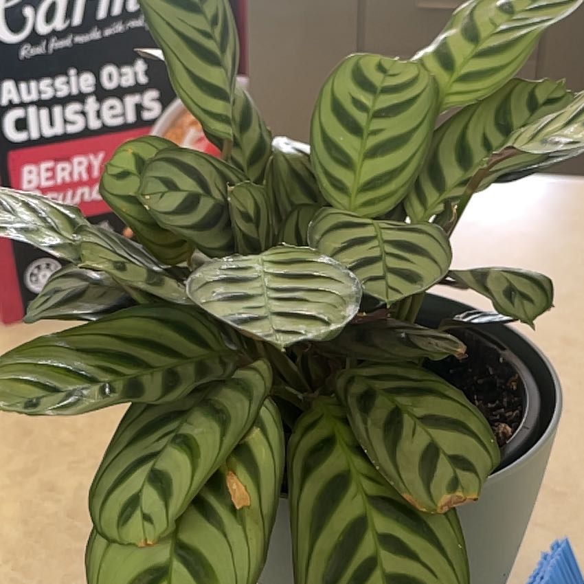 Photo of the plant species Calathea burle-marxii by @ModelRaspberry named Huckleberry Fern on Greg, the plant care app