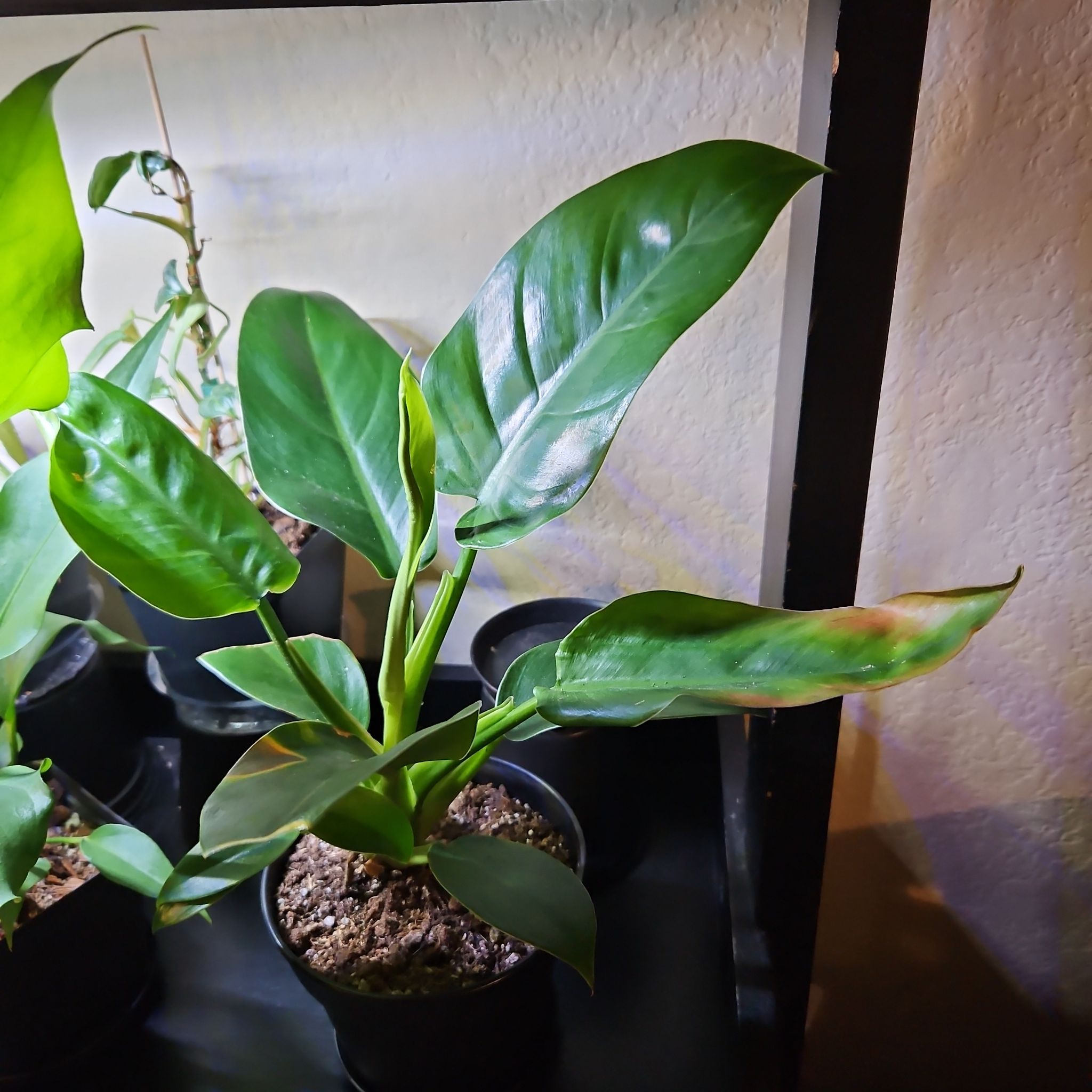 Photo of the plant species Philodendron 'Mia' by @SteffyHazPlants named Mindy on Greg, the plant care app