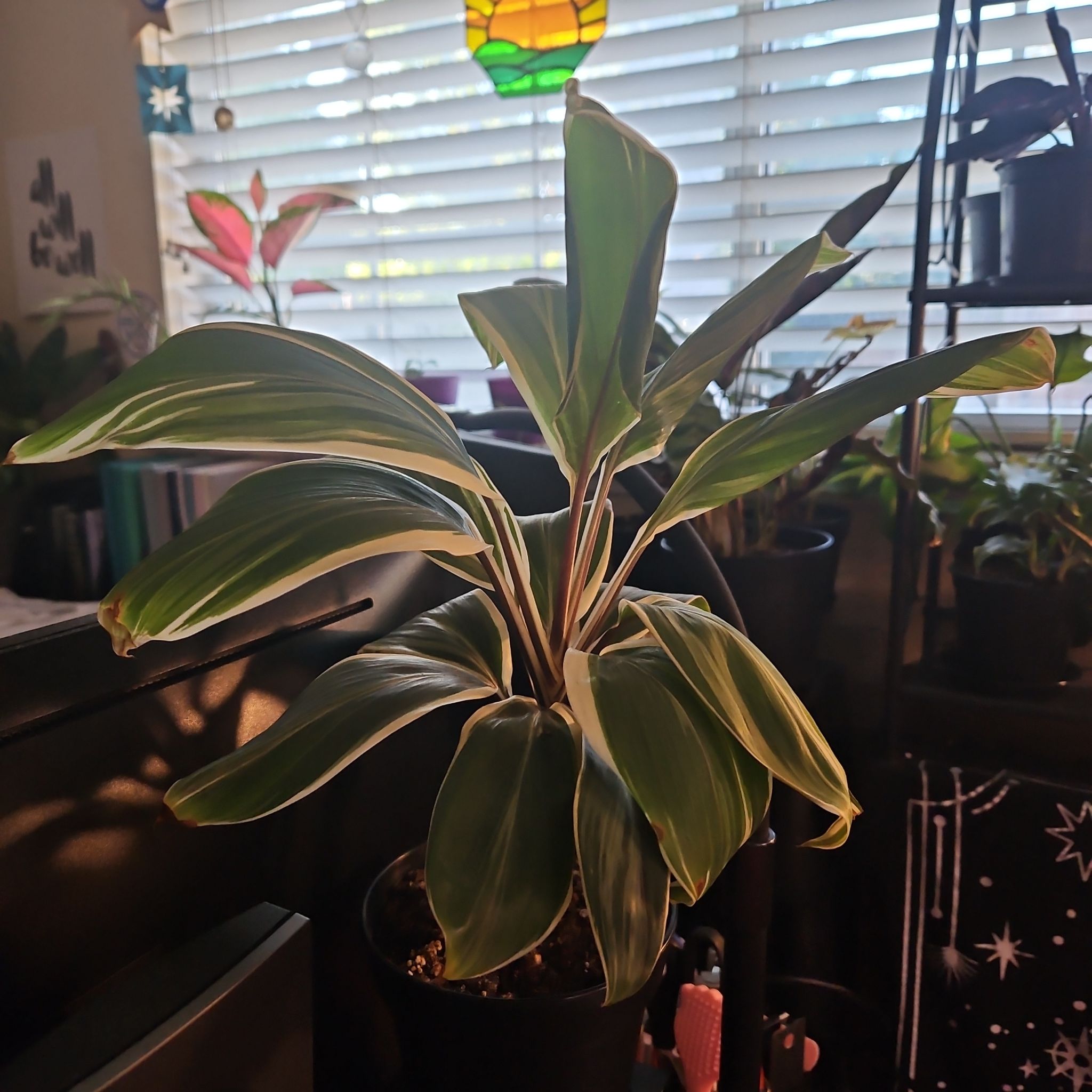 Photo of the plant species Ti plant by @SteffyHazPlants named Tia on Greg, the plant care app