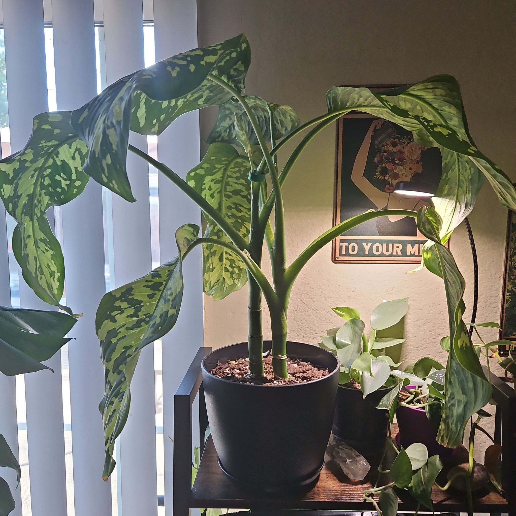 Photo of the plant species Dieffenbachia 'Cougar' by @SteffyHazPlants named Mandy (Amanda) on Greg, the plant care app