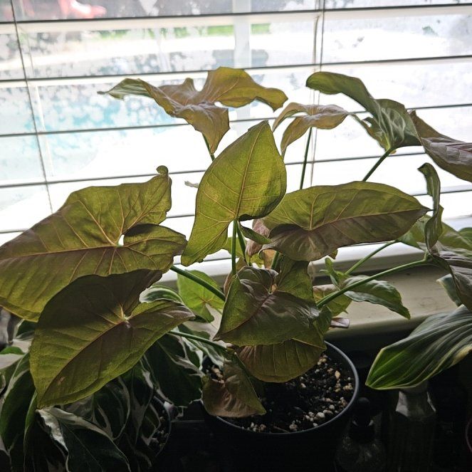 Photo of the plant species Syngonium by @SteffyHazPlants named Elina on Greg, the plant care app