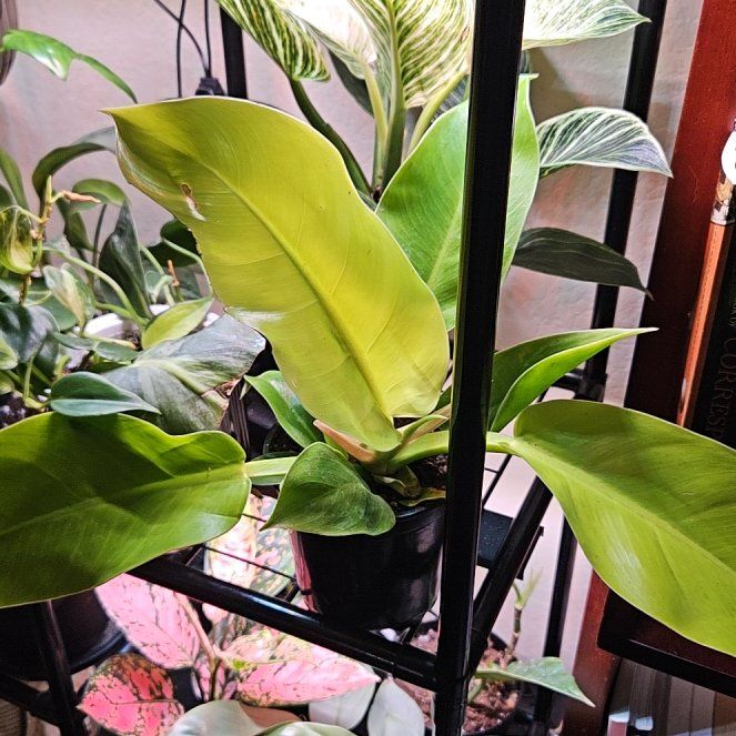Photo of the plant species Philodendron 'Imperial Gold' by @SteffyHazPlants named Darwin on Greg, the plant care app