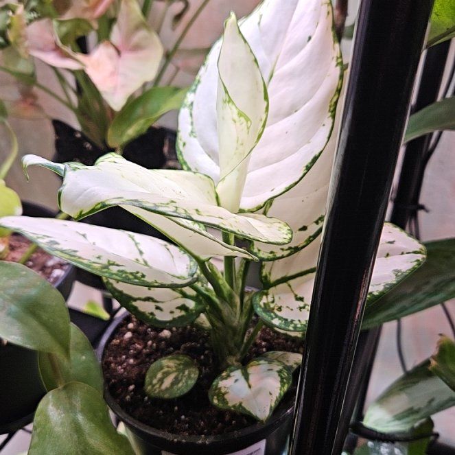 Photo of the plant species White Rain Chinese Evergreen by @SteffyHazPlants named Osmo on Greg, the plant care app