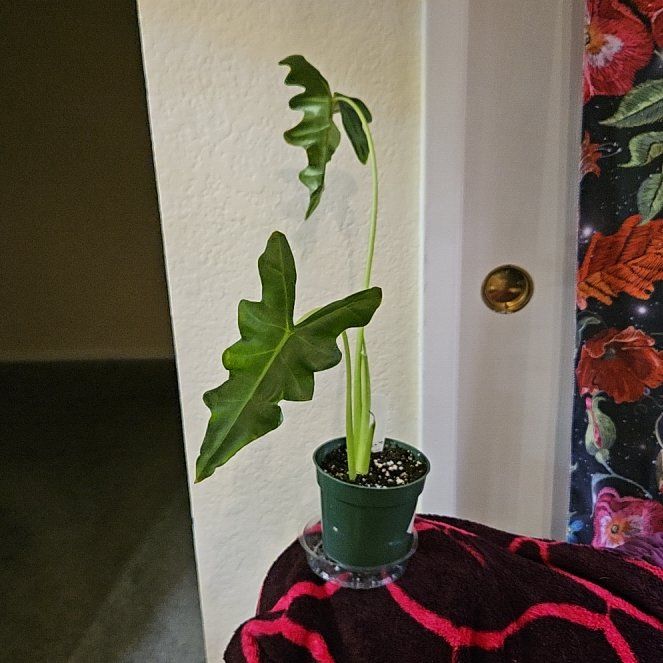 Photo of the plant species Malaysian Monster by @SteffyHazPlants named da Vinci on Greg, the plant care app