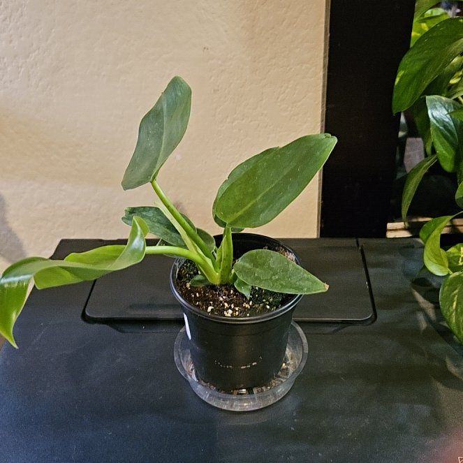 Photo of the plant species Jerry Horne Philodendron by @SteffyHazPlants named Robert Plant on Greg, the plant care app