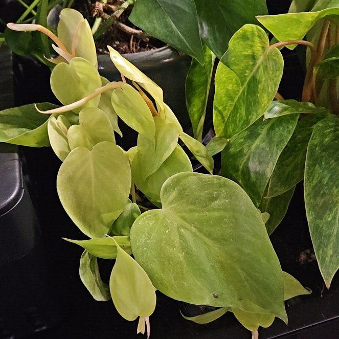 Photo of the plant species cordatum neon by @SteffyHazPlants named Cleopatra on Greg, the plant care app